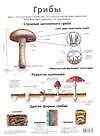 Грибы.Мукор
