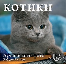 Котики. Лучшие кото-фото. 365 дней в году