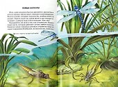 Хищники. Школьный путеводитель - 2