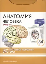 Анатомия человека. Центральная нервная система (34 карточки)