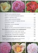 Пионы - 2