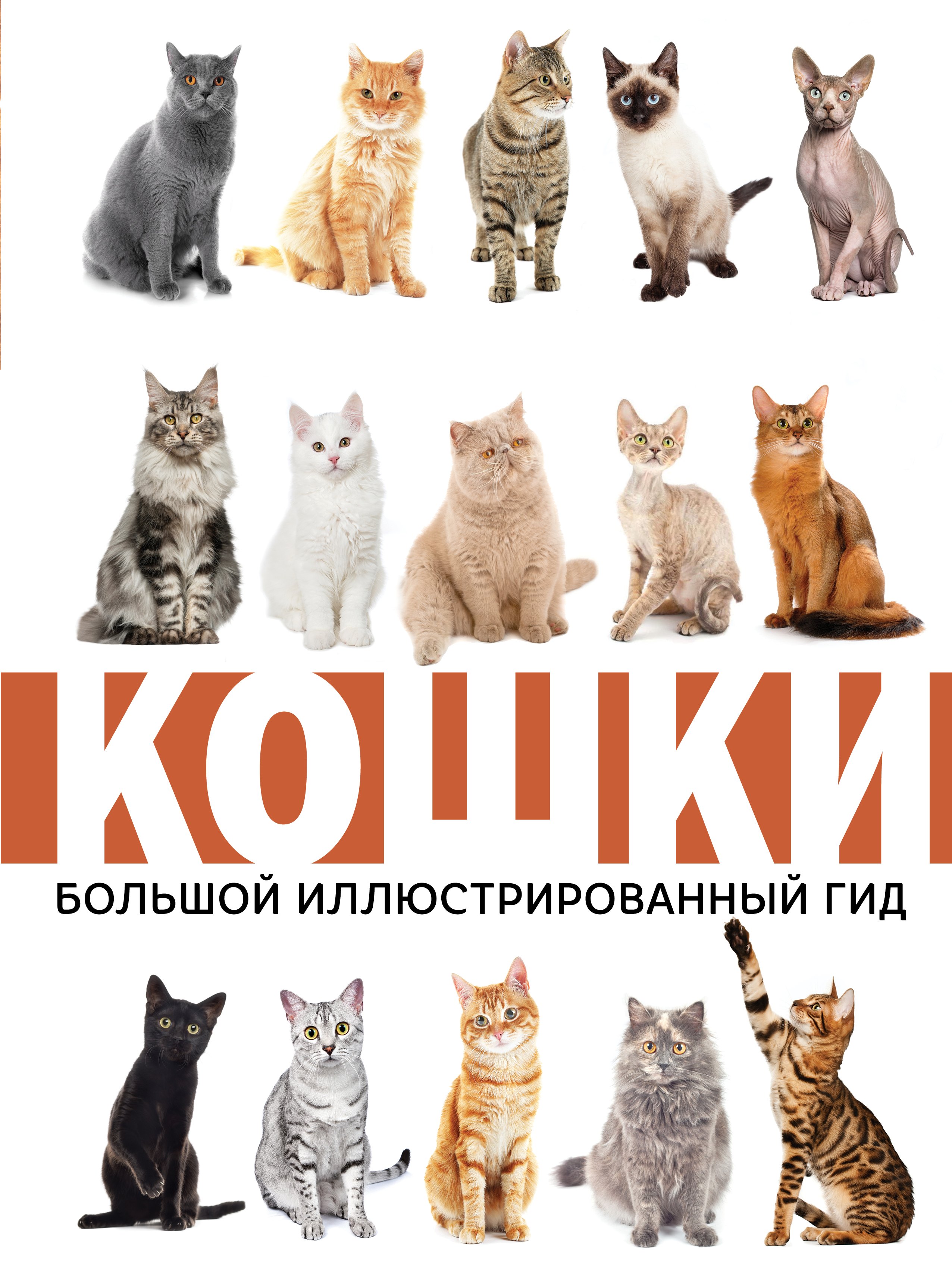 

Кошки