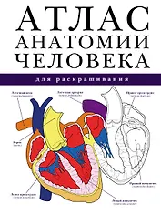 Атлас анатомии человека для раскрашивания