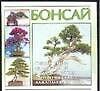Бонсай