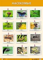 Насекомые