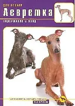 Левретка. Содержание и уход