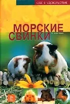 Морские свинки
