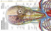Knowledge Encyclopedia Human Body! - 2