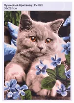 Картина по номерам "Пушистый британец"