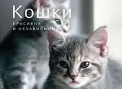 Кошки. Красивые и независимые