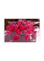 Набор ТМ Рыжий Кот Раскраска на картоне A4 Пионовидные розы (Арт. Р-2435)