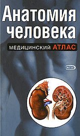 Анатомия человека