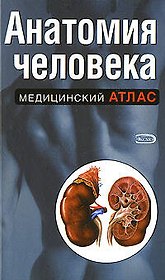 Анатомия человека