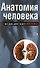 Анатомия человека - 0