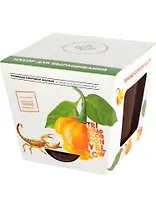 Набор д/выращивания растений Plant Republic, Перец острый Тринидад Скорпион Желтый