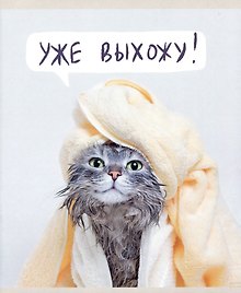 Тетрадь общая «Утро кошечки (Эксклюзив)», 48 листов в линейку, А5 - Listoff