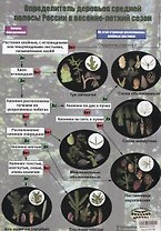 Определитель деревьев средней полосы России в весенне-летний сезон