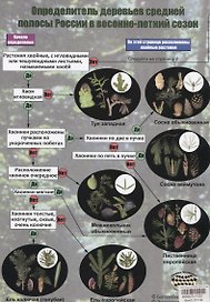 Определитель деревьев средней полосы России в весенне-летний сезон