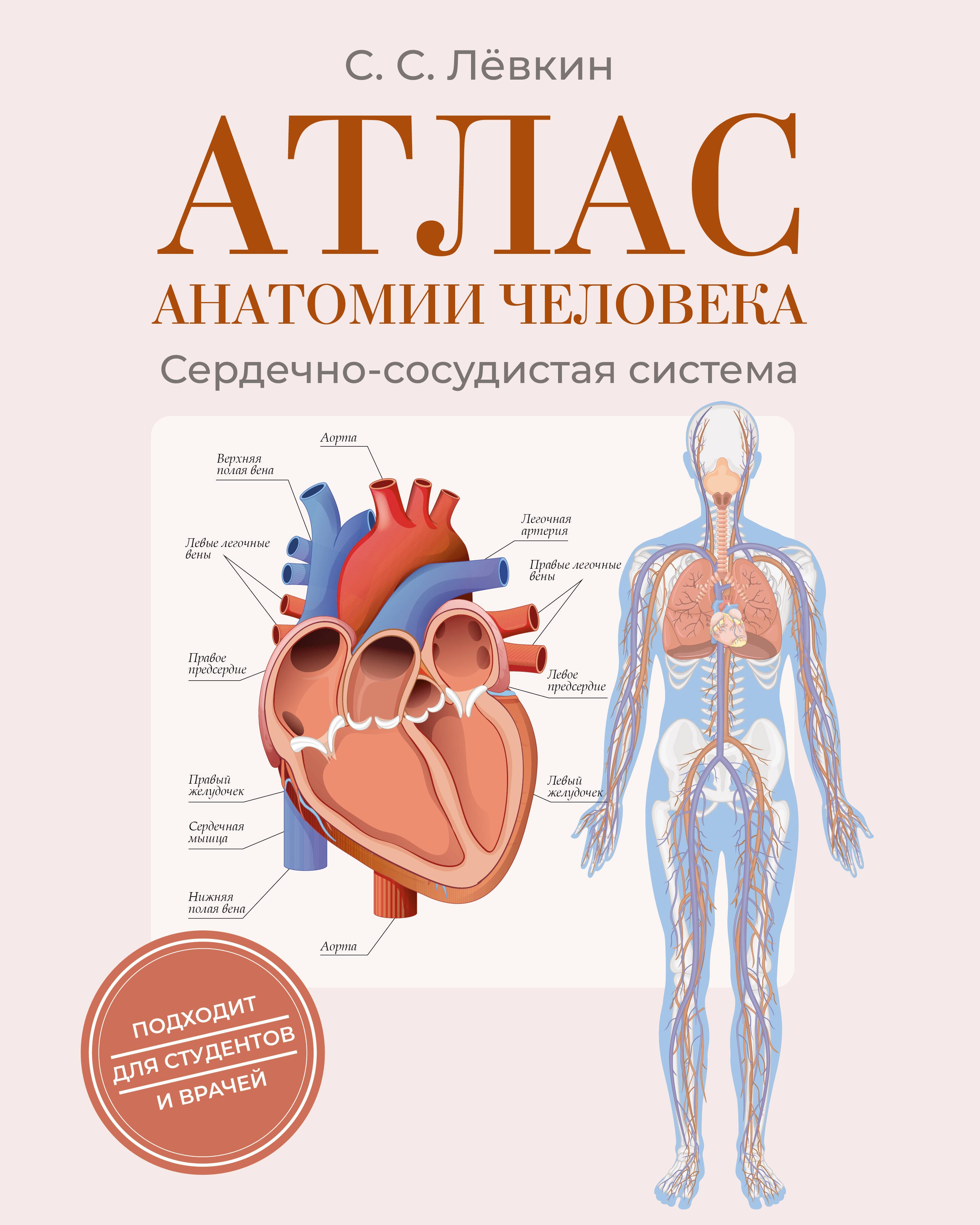  Атлас анатомии человека. Сердечно-сосудистая система