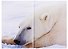Мои медведи - 1