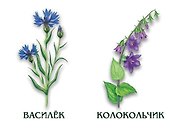 Цветы. Лесные, луговые, садовые. 4-6 лет. Демонстрационный материал - 2