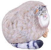 Мягкая игрушка Манул (42 см) - 2