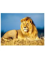 Алмазная мозаика MAZARI Царь зверей , 40х50см (рама 52х40.5см) частичная выкладка, стразы разного размера