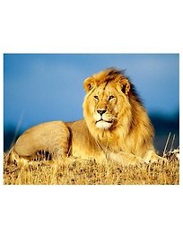 Алмазная мозаика MAZARI Царь зверей , 40х50см (рама 52х40.5см) частичная выкладка, стразы разного размера