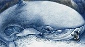 Сказочная Чукотка: книга сказок - 1