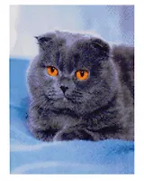 Алмазная мозаика с подрамником, с полным заполнением "Пушистый британец", 30 х 40 см