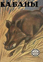 Кабаны