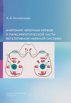 Анатомия черепных нервов и парасимпатической части вегетативной нервной системы
