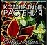 Комнатные растения: Самые любимые - 0