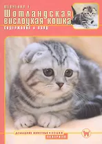 Шотландская вислоухая кошка. Содержание и уход