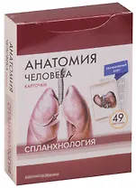 Анатомия человека. Спланхнология (49 карточек)