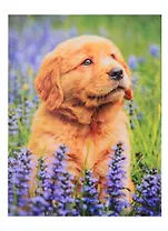 Алмазная мозаика 30х40см (блест.),c подр.,с полн.заполн (26 цв.) Щеночек лабродора в поле (Арт.FS089)