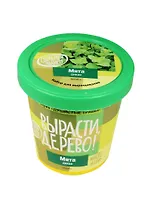 Набор для опытов и экспериментов Набор Вырасти дерево! Мята дикая zk-034