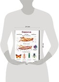 Саранча. Жук. Плакат двухсторонний - 1