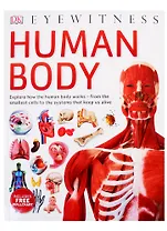 Human Body
