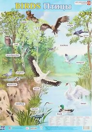 Английский язык. Birds/Птицы. Учебный плакат (Формат А2)