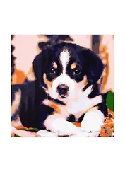 Холст с красками 20х20см по номерам (в коробке), (13цв) Милый щенок (Арт. ХК-4068)