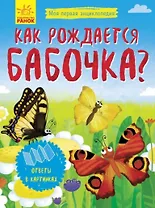 Как рождается бабочка?