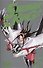 Король шаманов. Том 15 (Shaman King). Манга - 2