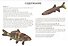 Золотые и другие холодноводные аквариумные рыбки. (цвет) - 1