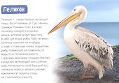 Обучающая книга «Животные-рекордсмены» - 1