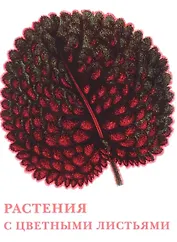 Растения с цветными листьями