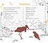 Экзотические птицы. Серия "Планета Животных" (Соц. значимая 2023) - 2