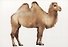 Запоминай слова легко. English. Животные / Animals. 25 карточек с транскрипцией на обороте - 1