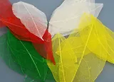Листья скелетированные, разноцветные (20шт)