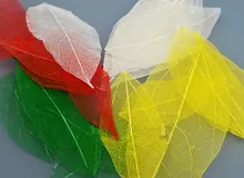 Листья скелетированные, разноцветные (20шт)